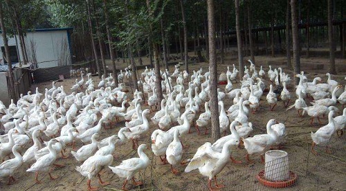 湖北飼料廠家